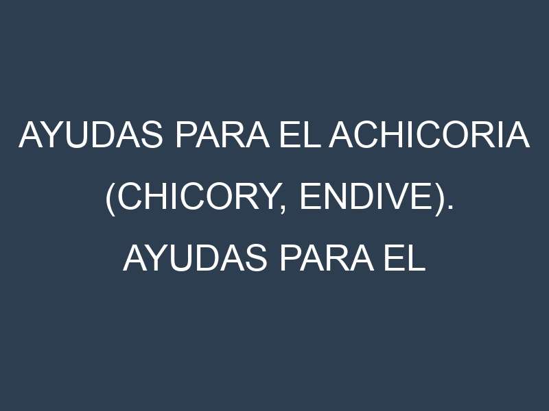 Ayudas para el Achicoria (Chicory, endive). Ayudas para el cultivo. Subvenciones.