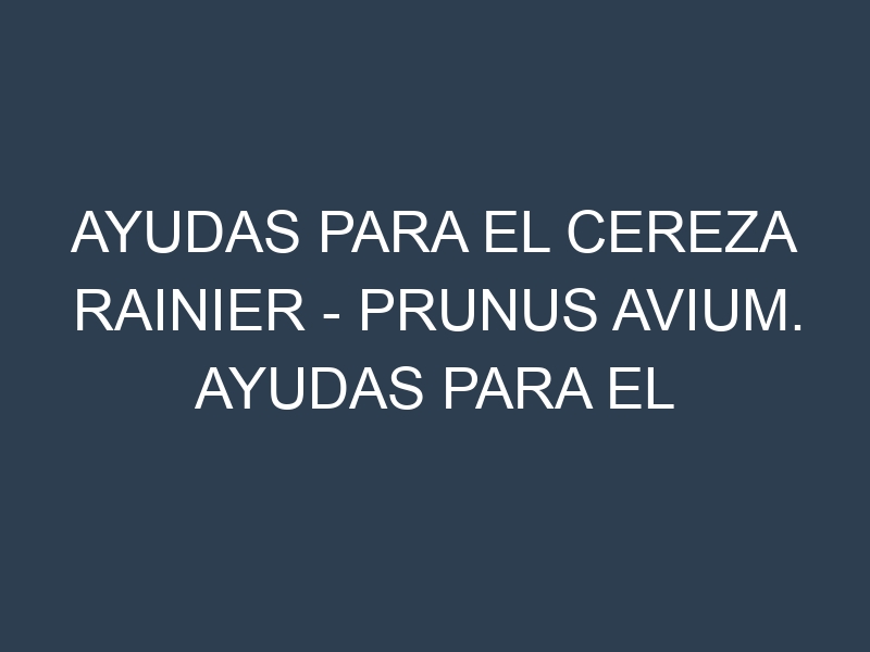 Ayudas para el Cereza Rainier – Prunus avium. Ayudas para el cultivo. Subvenciones.