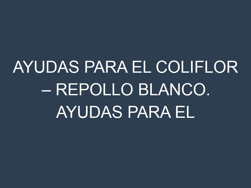 Ayudas para el Coliflor – Repollo blanco. Ayudas para el cultivo. Subvenciones.