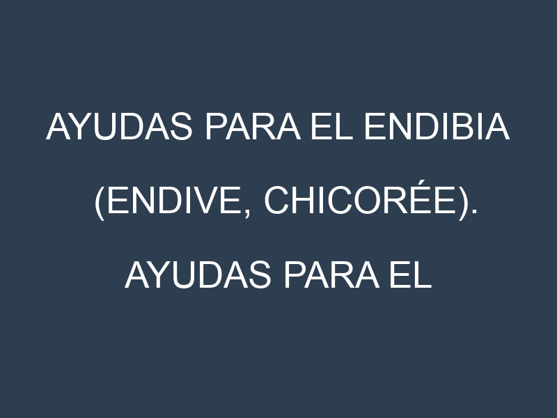 Ayudas para el Endibia (Endive, chicorée). Ayudas para el cultivo. Subvenciones.