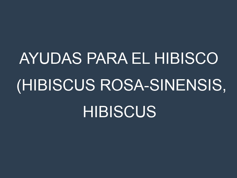 Ayudas para el Hibisco (Hibiscus rosa-sinensis, hibiscus flower). Ayudas para el cultivo. Subvenciones.