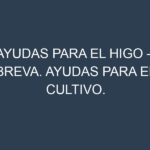 Ayudas para el Higo – Breva. Ayudas para el cultivo. Subvenciones.