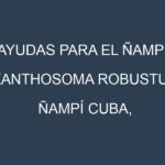 Ayudas para el Ñampí (Xanthosoma robustum, Ñampí Cuba, Ñampí Verde, Ñampí Blanco, Ñampí Amarillo). Ayudas para el cultivo. Subvenciones.