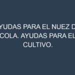 Ayudas para el Nuez de cola. Ayudas para el cultivo. Subvenciones.