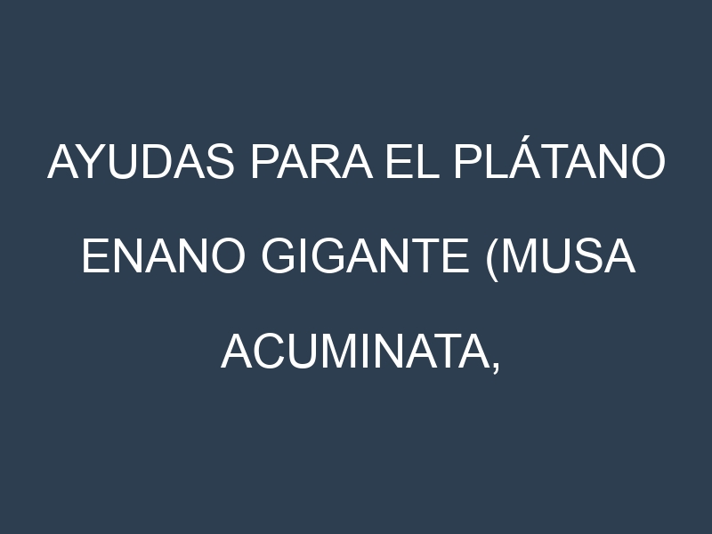 Ayudas para el Plátano Enano Gigante (Musa acuminata, Cavendish, Valery, Gros Michel, Pisang Raja). Ayudas para el cultivo. Subvenciones.