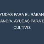 Ayudas para el Rábano sandía. Ayudas para el cultivo. Subvenciones.