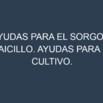 Ayudas para el Sorgo – Maicillo. Ayudas para el cultivo. Subvenciones.