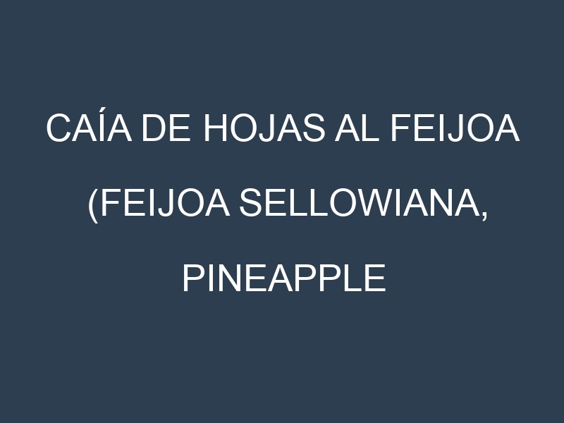 Caía de hojas al Feijoa (Feijoa sellowiana, Pineapple guava, Coolidge, Apollo)