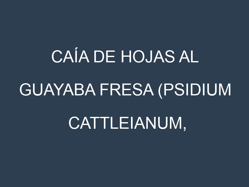 Caía de hojas al Guayaba fresa (Psidium cattleianum, Strawberry guava, Red cattley guava)