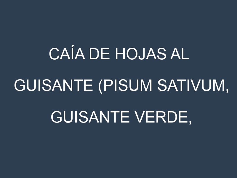 Caía de hojas al Guisante (Pisum sativum, Guisante verde, Arveja)