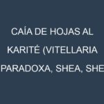 Caía de hojas al Karité (Vitellaria paradoxa, Shea, Shea butter tree)