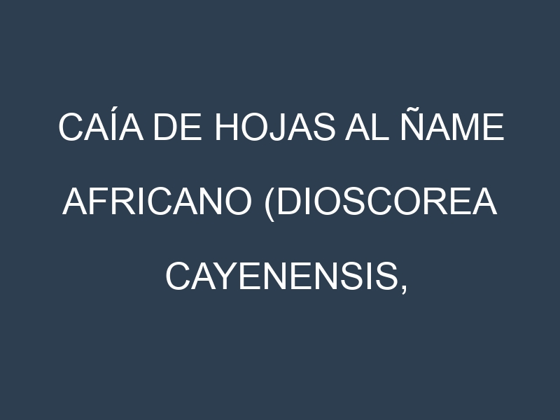 Caía de hojas al Ñame africano (Dioscorea cayenensis, Yellow Yam, Guinea Yam)