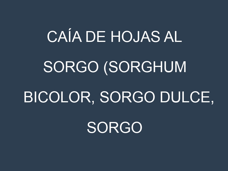 Caía de hojas al Sorgo (Sorghum bicolor, Sorgo dulce, Sorgo forrajero)