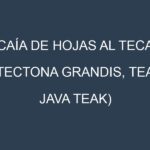 Caía de hojas al Teca (Tectona grandis, Teak, Java teak)