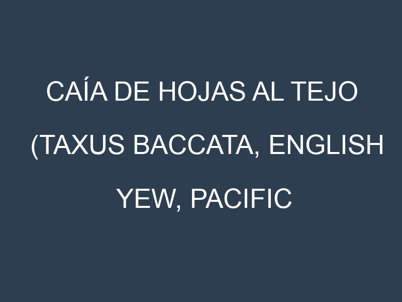 Caía de hojas al Tejo (Taxus baccata, English yew, Pacific yew, Japanese yew)