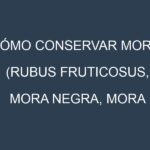 Cómo conservar Mora (Rubus fruticosus, Mora negra, Mora roja).