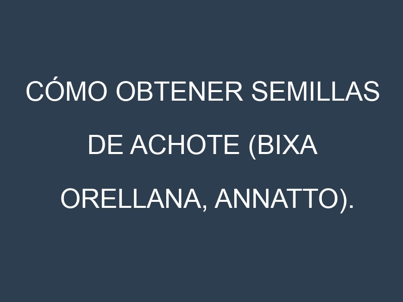 Cómo obtener semillas de Achote (Bixa orellana, annatto). Guía paso a paso. Técnicas sencillas. Conservación.