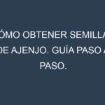 Cómo obtener semillas de Ajenjo. Guía paso a paso. Técnicas sencillas. Conservación.