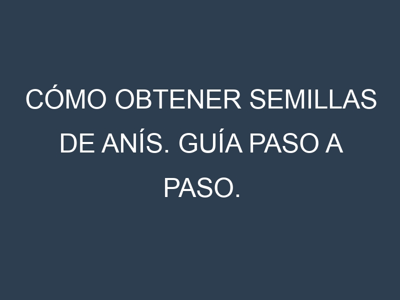 Cómo obtener semillas de Anís. Guía paso a paso. Técnicas sencillas. Conservación.