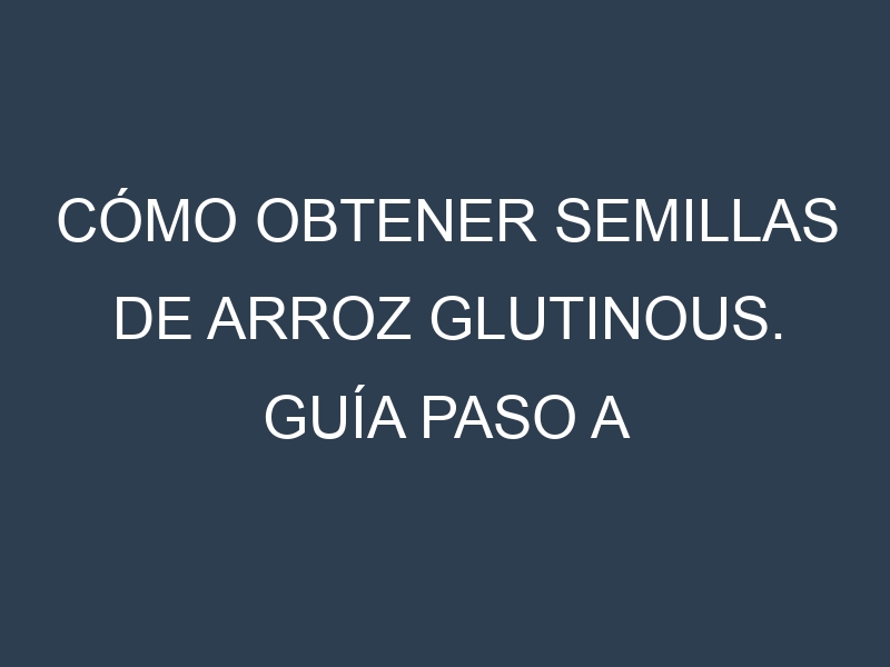 Cómo obtener semillas de Arroz glutinous. Guía paso a paso. Técnicas sencillas. Conservación.
