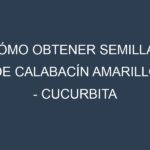 Cómo obtener semillas de Calabacín amarillo – Cucurbita pepo. Guía paso a paso. Técnicas sencillas. Conservación.