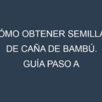Cómo obtener semillas de Caña de bambú. Guía paso a paso. Técnicas sencillas. Conservación.