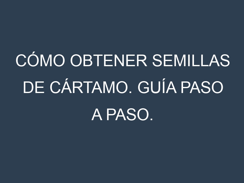 Cómo obtener semillas de Cártamo. Guía paso a paso. Técnicas sencillas. Conservación.