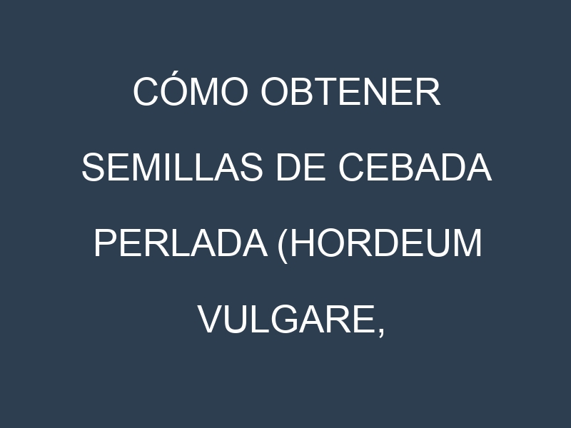 Cómo obtener semillas de Cebada perlada (Hordeum vulgare, Steptoe, Morex, Betzes, Compana). Guía paso a paso. Técnicas sencillas. Conservación.
