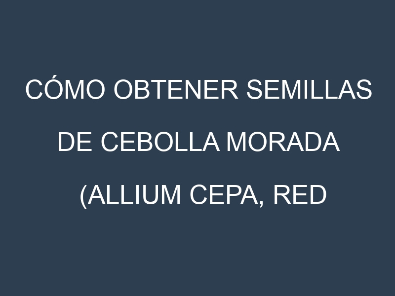 Cómo obtener semillas de Cebolla morada (Allium cepa, red onion). Guía paso a paso. Técnicas sencillas. Conservación.