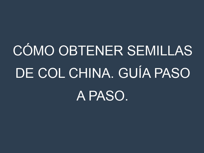 Cómo obtener semillas de Col china. Guía paso a paso. Técnicas sencillas. Conservación.