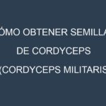 Cómo obtener semillas de Cordyceps (Cordyceps militaris, Cordyceps sinensis, Bhutanese, Chinese Cordyceps, Cultivated Cordyceps). Guía paso a paso. Técnicas sencillas. Conservación.
