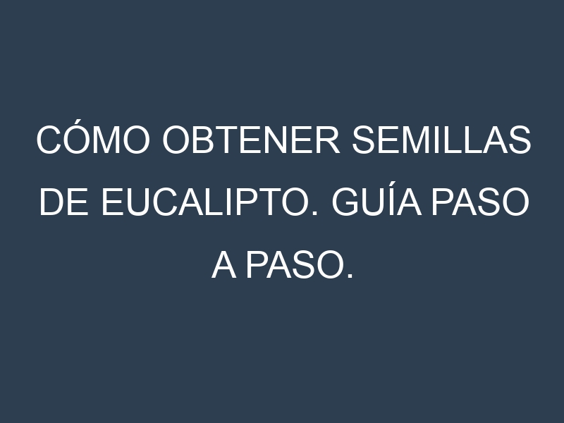 Cómo obtener semillas de Eucalipto. Guía paso a paso. Técnicas sencillas. Conservación.