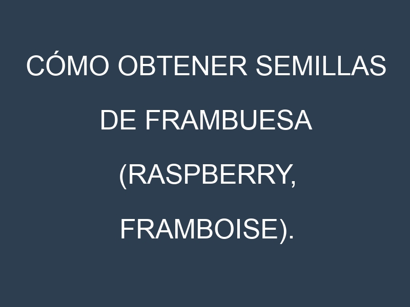 Cómo obtener semillas de Frambuesa (Raspberry, framboise). Guía paso a paso. Técnicas sencillas. Conservación.