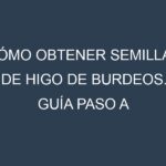Cómo obtener semillas de Higo de Burdeos. Guía paso a paso. Técnicas sencillas. Conservación.