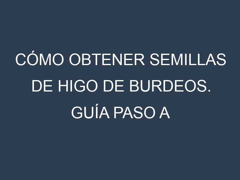 Cómo obtener semillas de Higo de Burdeos. Guía paso a paso. Técnicas sencillas. Conservación.