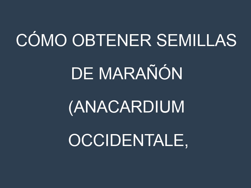 Cómo obtener semillas de Marañón (Anacardium occidentale, cashew apple). Guía paso a paso. Técnicas sencillas. Conservación.