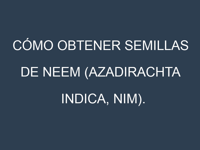 Cómo obtener semillas de Neem (Azadirachta indica, nim). Guía paso a paso. Técnicas sencillas. Conservación.