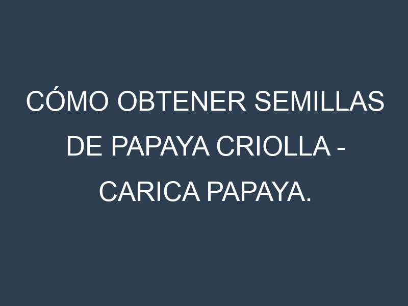 Cómo obtener semillas de Papaya criolla – Carica papaya. Guía paso a paso. Técnicas sencillas. Conservación.