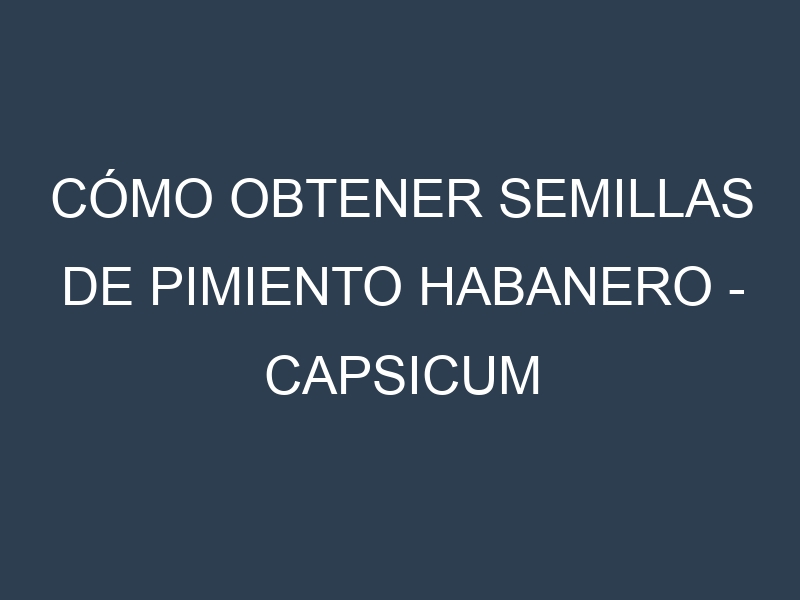 Cómo obtener semillas de Pimiento habanero – Capsicum chinense. Guía paso a paso. Técnicas sencillas. Conservación.