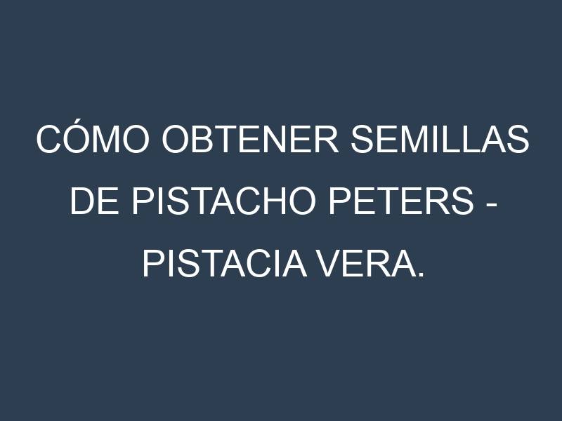 Cómo obtener semillas de Pistacho Peters – Pistacia vera. Guía paso a paso. Técnicas sencillas. Conservación.