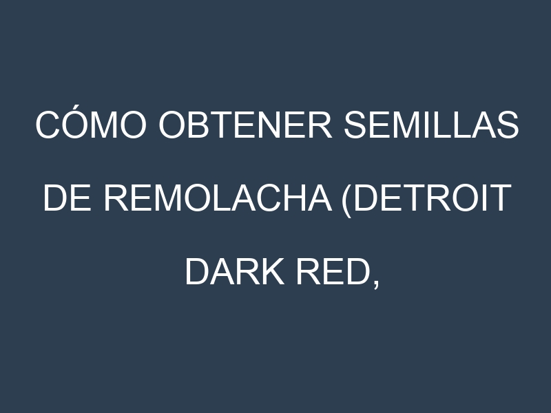 Cómo obtener semillas de Remolacha (Detroit Dark Red, Chioggia, Golden, Cylindra, Sugar Beet). Guía paso a paso. Técnicas sencillas. Conservación.