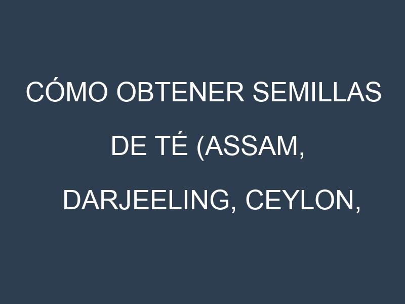 Cómo obtener semillas de Té (Assam, Darjeeling, Ceylon, Pu-erh, Green). Guía paso a paso. Técnicas sencillas. Conservación.