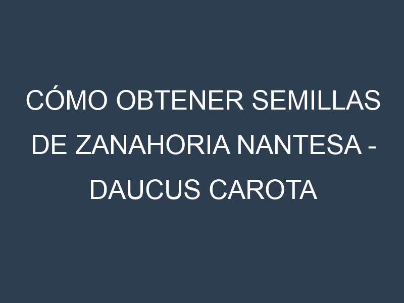 Cómo obtener semillas de Zanahoria nantesa – Daucus carota subsp. sativus. Guía paso a paso. Técnicas sencillas. Conservación.
