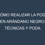 Cómo Realizar la Poda en Arándano negro. Técnicas y Poda de formación.