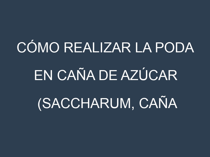 Cómo Realizar la Poda en Caña de azúcar (Saccharum, caña dulce). Técnicas y Poda de formación.