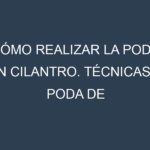 Cómo Realizar la Poda en Cilantro. Técnicas y Poda de formación.