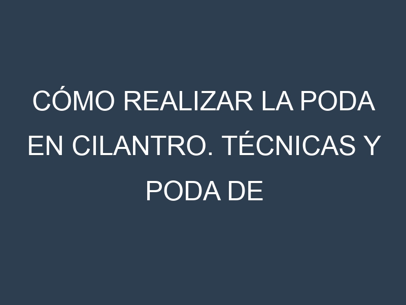 Cómo Realizar la Poda en Cilantro. Técnicas y Poda de formación.