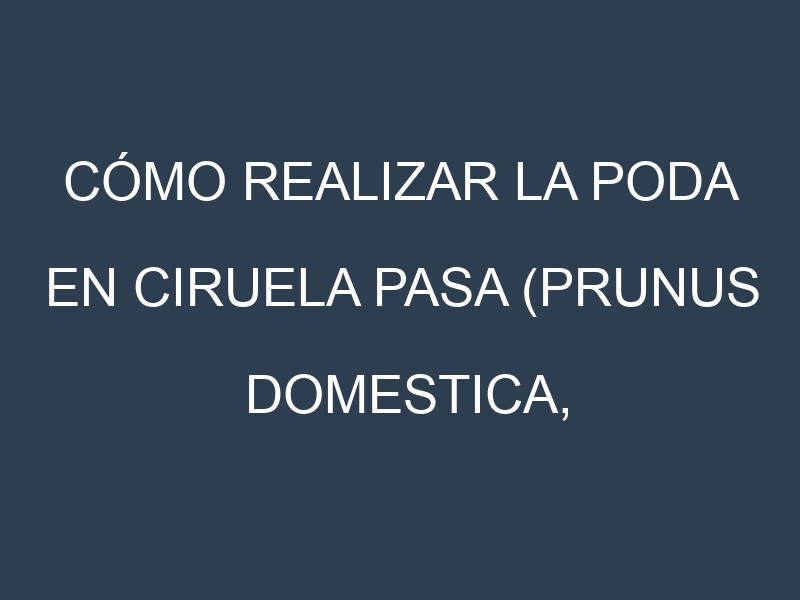 Cómo Realizar la Poda en Ciruela pasa (Prunus domestica, prune). Técnicas y Poda de formación.