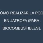 Cómo Realizar la Poda en Jatrofa (para biocombustibles). Técnicas y Poda de formación.