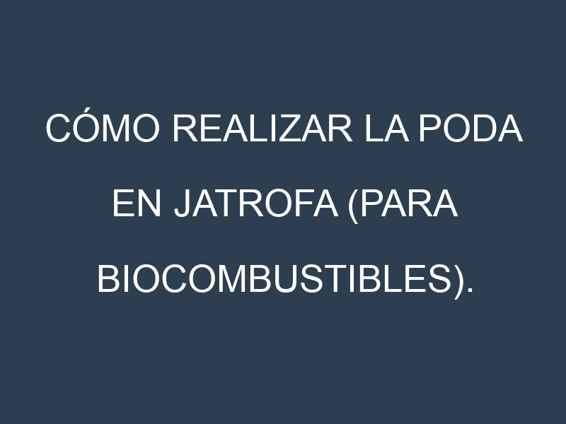 Cómo Realizar la Poda en Jatrofa (para biocombustibles). Técnicas y Poda de formación.